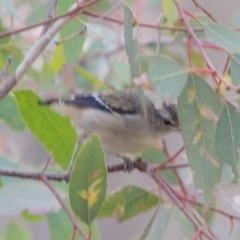 Pardalotus punctatus at Paddys River, ACT - 11 Mar 2014