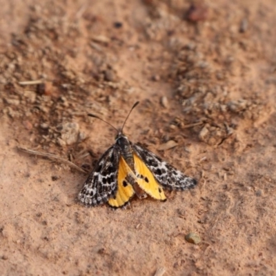 Synemon plana (Golden Sun Moth) at Mulanggari Grasslands - 11 Nov 2018 by DPRees125