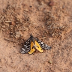 Synemon plana (Golden Sun Moth) at Mulanggari Grasslands - 11 Nov 2018 by DPRees125