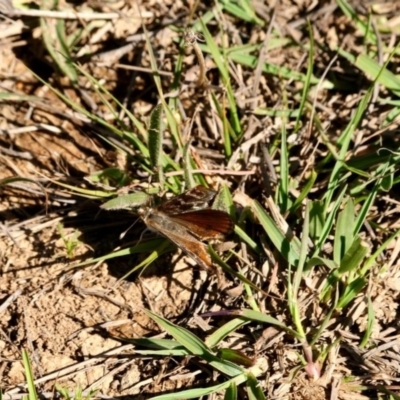 Synemon plana (Golden Sun Moth) at Mulanggari Grasslands - 10 Nov 2018 by DPRees125