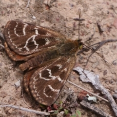 Synemon plana (Golden Sun Moth) at Mulligans Flat - 10 Nov 2018 by DPRees125