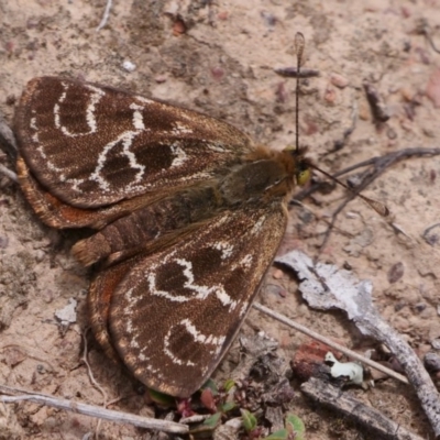 Synemon plana (Golden Sun Moth) at Mulligans Flat - 10 Nov 2018 by DPRees125