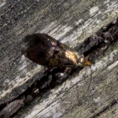 Nemophora (genus) (A Fairy Moth) at Acton, ACT - 17 Nov 2018 by JudithRoach