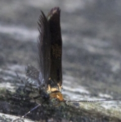 Nemophora (genus) at Acton, ACT - 18 Nov 2018