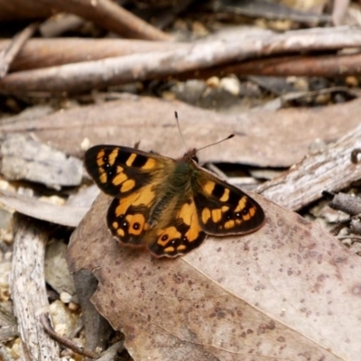 Argynnina cyrila (Forest Brown, Cyril's Brown) at Paddys River, ACT - 23 Oct 2018 by DPRees125