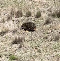 Tachyglossus aculeatus (Short-beaked Echidna) at Bungendore, NSW - 18 Nov 2018 by yellowboxwoodland