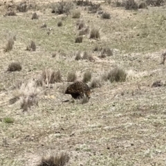 Tachyglossus aculeatus at Bungendore, NSW - 18 Nov 2018 01:05 PM