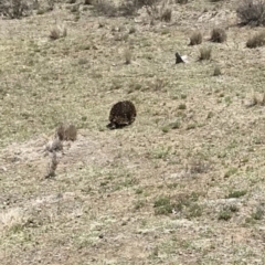 Tachyglossus aculeatus at Bungendore, NSW - 18 Nov 2018