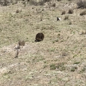 Tachyglossus aculeatus at Bungendore, NSW - 18 Nov 2018 01:05 PM