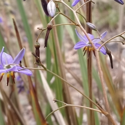 Dianella revoluta var. revoluta (Black-Anther Flax Lily) at Kambah, ACT - 18 Nov 2018 by RosemaryRoth