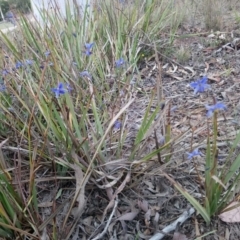 Dianella revoluta var. revoluta at Kambah, ACT - 18 Nov 2018 01:48 PM