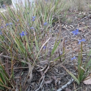 Dianella revoluta var. revoluta at Kambah, ACT - 18 Nov 2018 01:48 PM