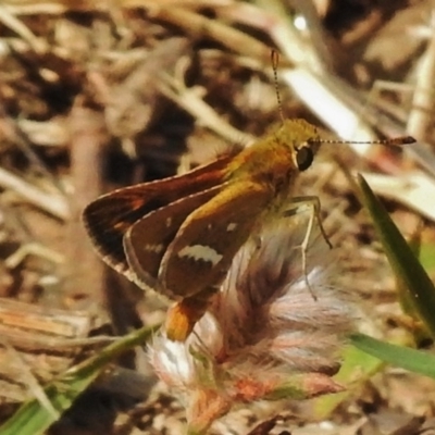 Taractrocera papyria (White-banded Grass-dart) at Stromlo, ACT - 17 Nov 2018 by JohnBundock