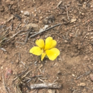 Goodenia pinnatifida at Hughes, ACT - 18 Nov 2018 03:41 PM