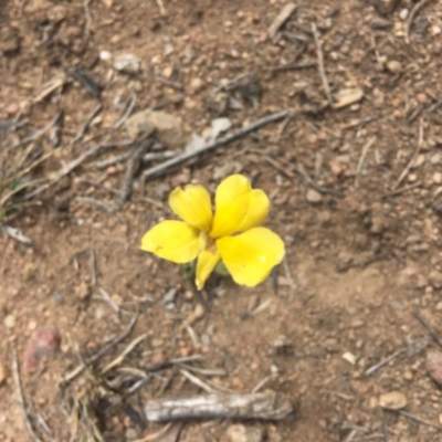 Goodenia pinnatifida (Scrambled Eggs) at Red Hill to Yarralumla Creek - 18 Nov 2018 by KL