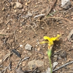 Goodenia pinnatifida at Hughes, ACT - 18 Nov 2018