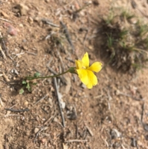 Goodenia pinnatifida at Hughes, ACT - 18 Nov 2018 03:41 PM