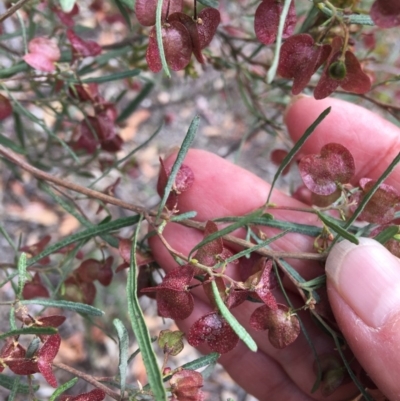 Dodonaea viscosa subsp. angustissima (Hop Bush) at Deakin, ACT - 18 Nov 2018 by KL