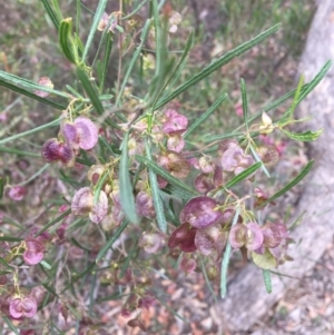 Dodonaea viscosa subsp. angustissima at Deakin, ACT - 18 Nov 2018 03:49 PM