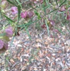 Dodonaea viscosa subsp. angustissima at Deakin, ACT - 18 Nov 2018