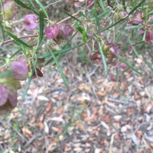 Dodonaea viscosa subsp. angustissima at Deakin, ACT - 18 Nov 2018