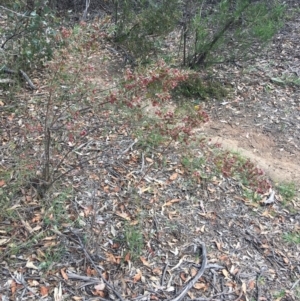 Dodonaea viscosa subsp. angustissima at Deakin, ACT - 18 Nov 2018