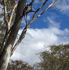 Dacelo novaeguineae (Laughing Kookaburra) at Deakin, ACT - 18 Nov 2018 by KL