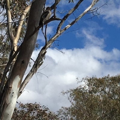 Dacelo novaeguineae (Laughing Kookaburra) at Red Hill Nature Reserve - 18 Nov 2018 by KL