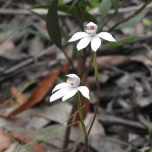 Caladenia alpina at Cotter River, ACT - suppressed