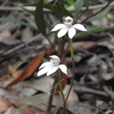 Caladenia alpina (Mountain Caps) at Cotter River, ACT - 18 Nov 2018 by RyuCallaway