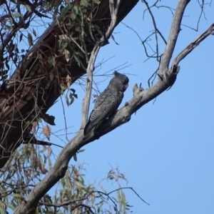 Callocephalon fimbriatum at O'Malley, ACT - 18 Nov 2018