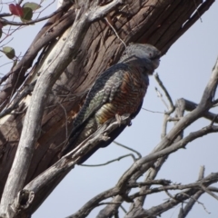 Callocephalon fimbriatum at O'Malley, ACT - 18 Nov 2018