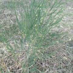 Asparagus officinalis (Asparagus) at Mount Mugga Mugga - 18 Nov 2018 by Mike