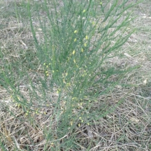 Asparagus officinalis at O'Malley, ACT - 18 Nov 2018 04:37 PM