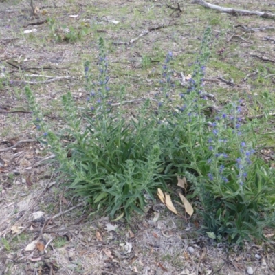 Echium vulgare (Vipers Bugloss) at O'Malley, ACT - 18 Nov 2018 by Mike