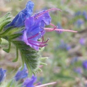 Echium vulgare at O'Malley, ACT - 18 Nov 2018