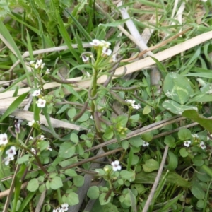 Rorippa nasturtium-aquaticum at O'Malley, ACT - 18 Nov 2018