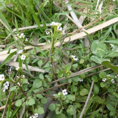 Rorippa nasturtium-aquaticum (Watercress) at Mount Mugga Mugga - 18 Nov 2018 by Mike