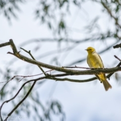 Ptilotula penicillata (White-plumed Honeyeater) at Stranger Pond - 18 Nov 2018 by frostydog