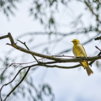 Ptilotula penicillata (White-plumed Honeyeater) at Bonython, ACT - 18 Nov 2018 by frostydog