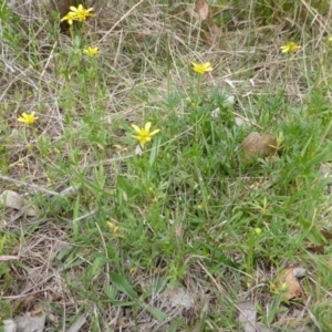 Ranunculus papulentus at O'Malley, ACT - 18 Nov 2018