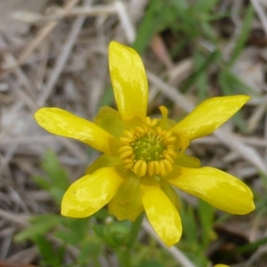 Ranunculus papulentus at O'Malley, ACT - 18 Nov 2018