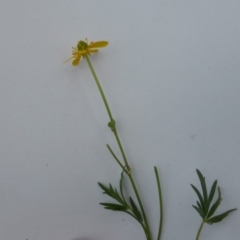 Ranunculus papulentus at O'Malley, ACT - 18 Nov 2018