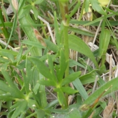 Ranunculus papulentus at O'Malley, ACT - 18 Nov 2018