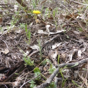 Leptorhynchos squamatus subsp. squamatus at O'Malley, ACT - 18 Nov 2018