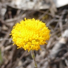 Leptorhynchos squamatus subsp. squamatus at O'Malley, ACT - 18 Nov 2018