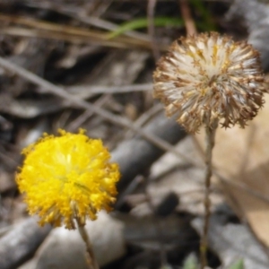 Leptorhynchos squamatus subsp. squamatus at O'Malley, ACT - 18 Nov 2018