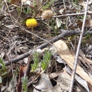 Leptorhynchos squamatus subsp. squamatus at O'Malley, ACT - 18 Nov 2018 02:54 PM