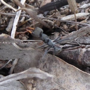 Myrmecia sp., pilosula-group at Symonston, ACT - 13 Nov 2018