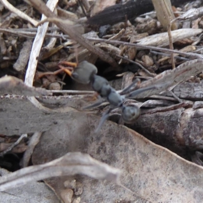 Myrmecia sp., pilosula-group (Jack jumper) at Symonston, ACT - 13 Nov 2018 by Christine